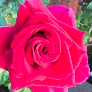 Meet your Posher, Araceli